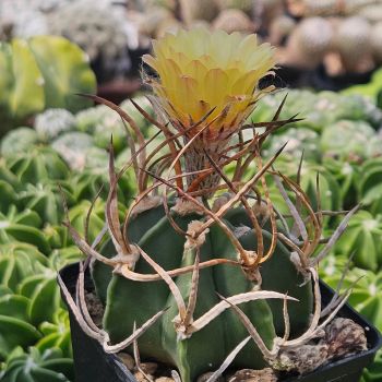 Astrophytum niveum CV. buffalo var. albispinus